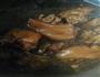 猪脚炖黄豆的做法图解7