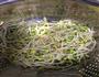 凉拌豆芽海梗菜的做法图解3