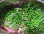 韭菜猪肉虾肉水饺的做法图解1
