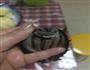 凉拌大连野生海参的做法图解1