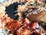 西班牙海鲜饭Paella的做法图解6