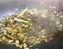 酸菜黄骨鱼的做法图解4