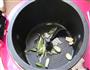 茄汁金针菇的做法图解2