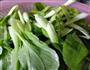 炒瓢儿菜的做法图解1
