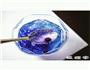 星空燕窝的做法图解7