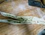 葱油饼手抓饼的做法图解10