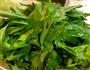 芹菜叶鸡蛋饼的做法图解1