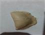 土豆肉丝饺的做法图解5