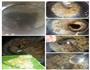 皮蛋豆腐羹的做法图解2