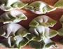 缤纷饺子的做法图解13