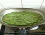 酱爆豆角的做法图解1