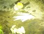 芹菜虾仁的做法图解1