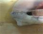 月儿红烧肉的做法图解5