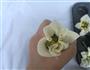 馄饨皮花朵包的做法图解4