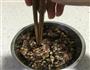 梅干菜蒸肉的做法图解9