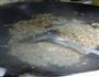 蘑菇酱的做法图解2
