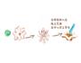葵花酥的做法图解10