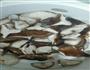 香菇炖土鸡的做法图解1