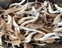平菇炒鲜肉的做法图解2