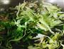 包心菜肉丝面的做法图解4