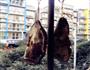 风吹猪腰的做法图解7