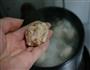 豆腐肉丸汤的做法图解5