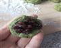 抹茶红豆餐包的做法图解6