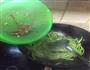 藜蒿芽炒腊肉的做法图解4