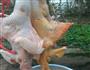 儿童辅食-鸡肉丸子的做法图解1