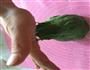 菠菜春饼的做法图解8