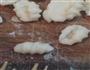 婴儿辅食-贝壳面的做法图解5