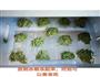 菠菜汁面条的做法图解7