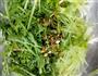 凉拌茼蒿菜的做法图解4