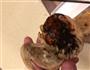 经典早餐—烧饼里脊鸡蛋的做法图解9
