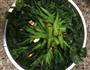 耗油香菇菜心的做法图解3