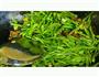 扁豆丝炒肉的做法图解6