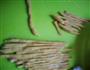 DIY 下午茶 焦糖萨琪玛的做法图解7