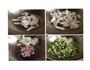 雪菜肉末豆瓣的做法图解2