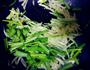 土豆丝韭菜炒豆芽的做法图解5
