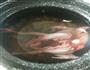银耳百合炖肉鸽的做法图解5