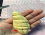 仿真玉米包的做法图解11