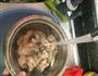 土豆鸡肉焖饭的做法图解6