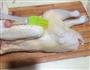 家常烤鸡的做法图解2