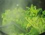 懒人快手菜-香芹炒油条的做法图解3