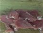 木耳大葱炒肉片的做法图解2