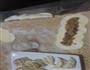 玫瑰花饺的做法图解1