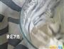 完美的全家圣诞甜点的做法图解7