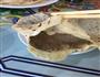 内蒙古奶茶泡果条手扒肉奶食的做法图解4