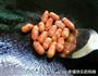 可乐鸡翅的做法图解3