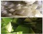 红肠意大利面的做法图解1
